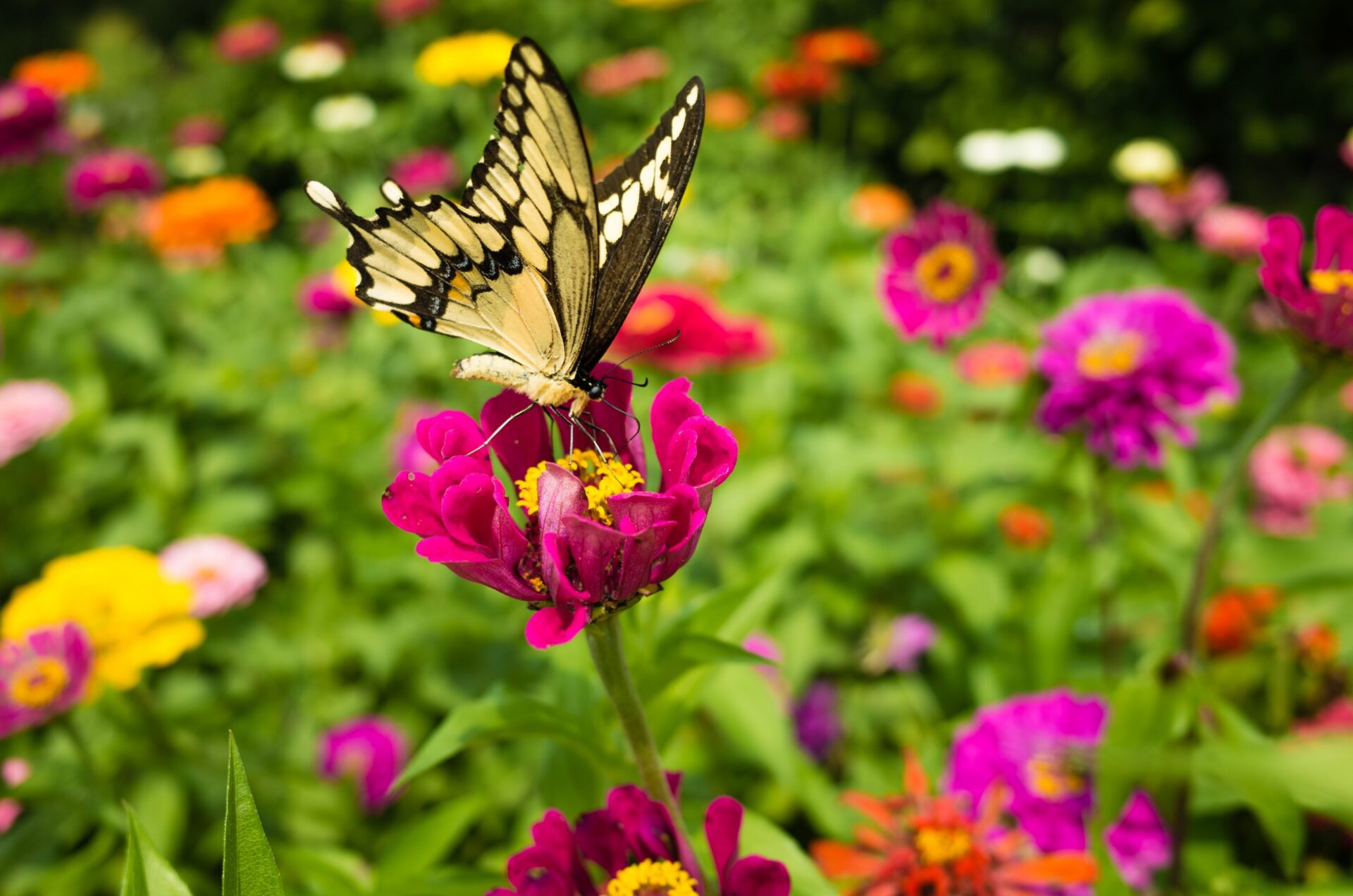 Local flora and fauna