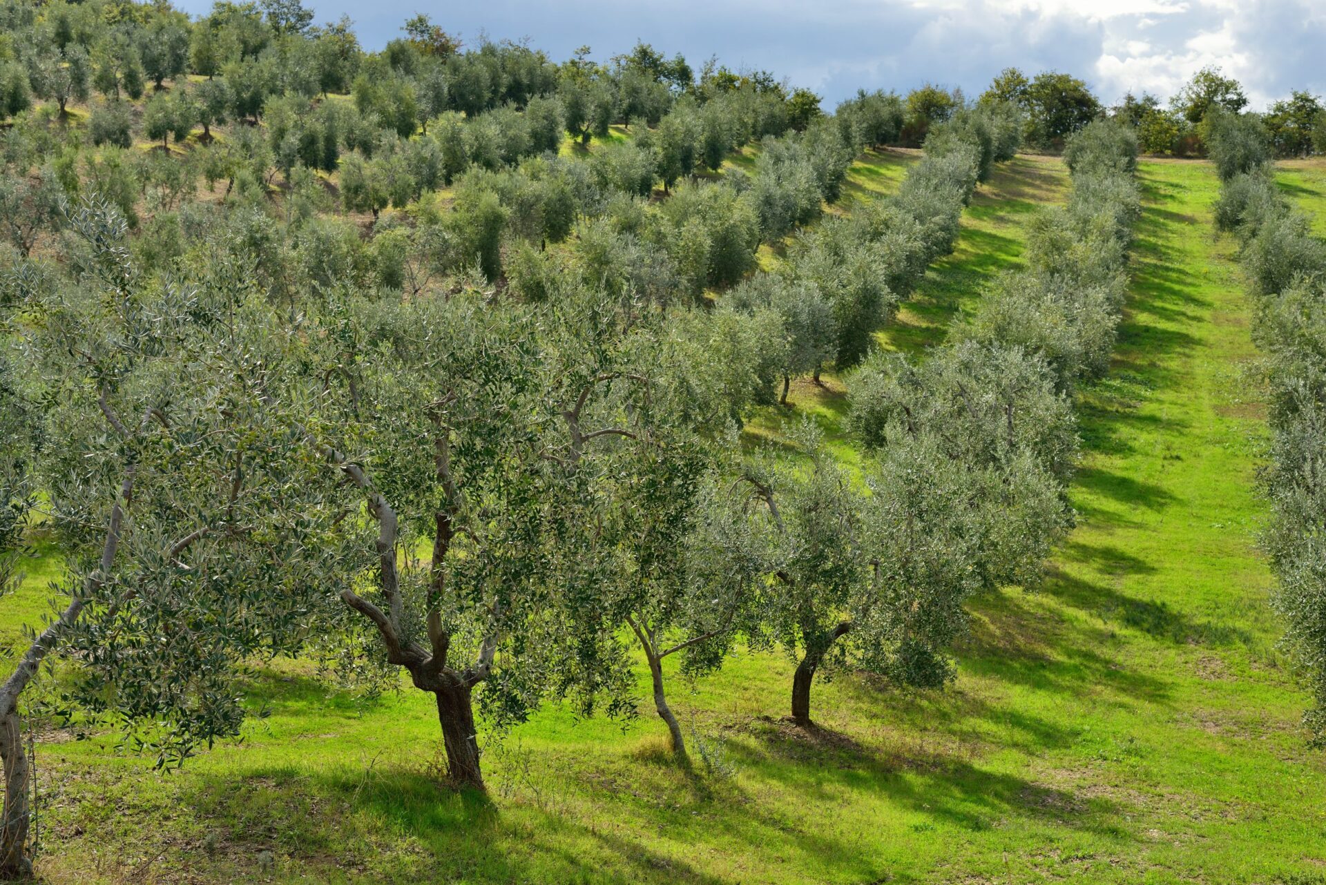 A traditional olive grove