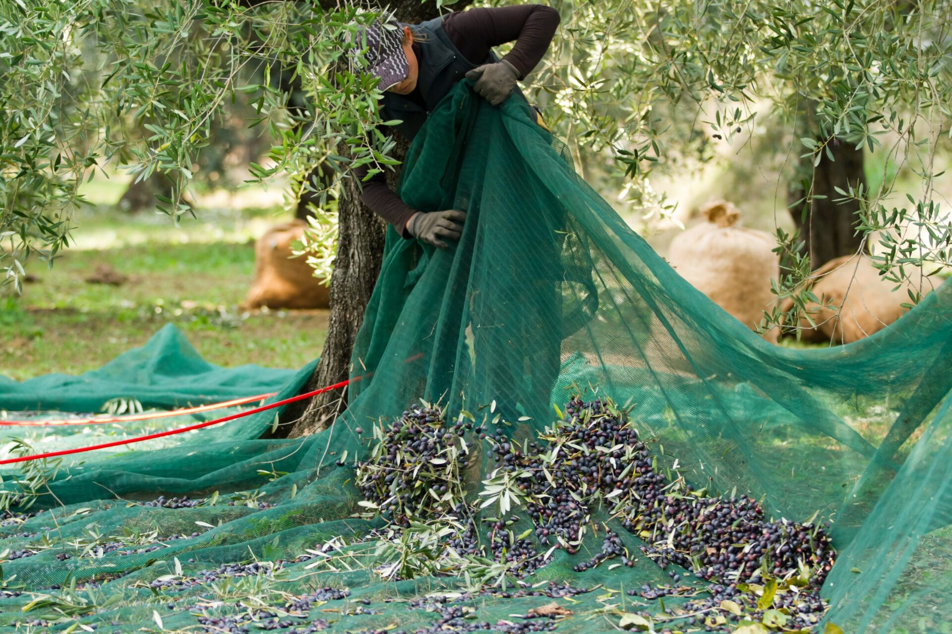 A local Farmer harvesting olives by hand with a net