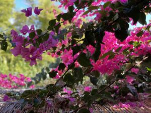 Summer Colour Palettes to Brighten up Your Home